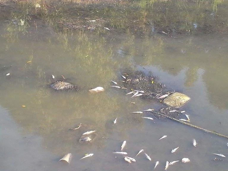 Θλιβερές εικόνες στην Κέρκυρα: Λύματα στο ποτάμι! Αφόρητη δυσοσμία και νεκρά ψάρια (εικόνες)